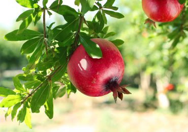 First Fruit Bikurim